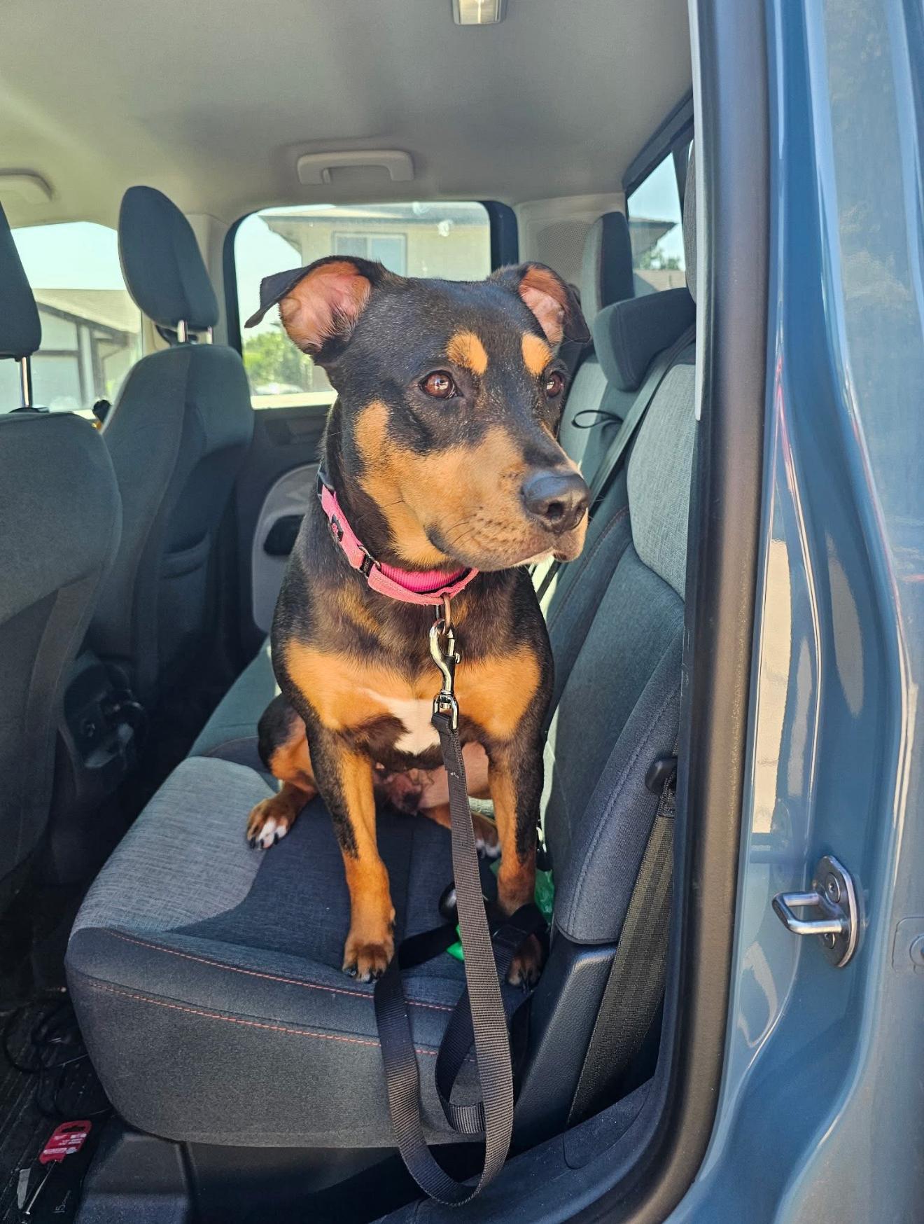 Mia, an adoptable Mountain Cur in SYRACUSE, KS, 67878 | Photo Image 2