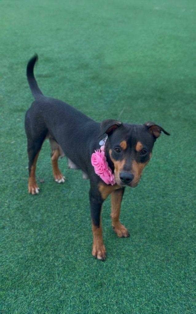Mia, an adoptable Mountain Cur in SYRACUSE, KS, 67878 | Photo Image 5