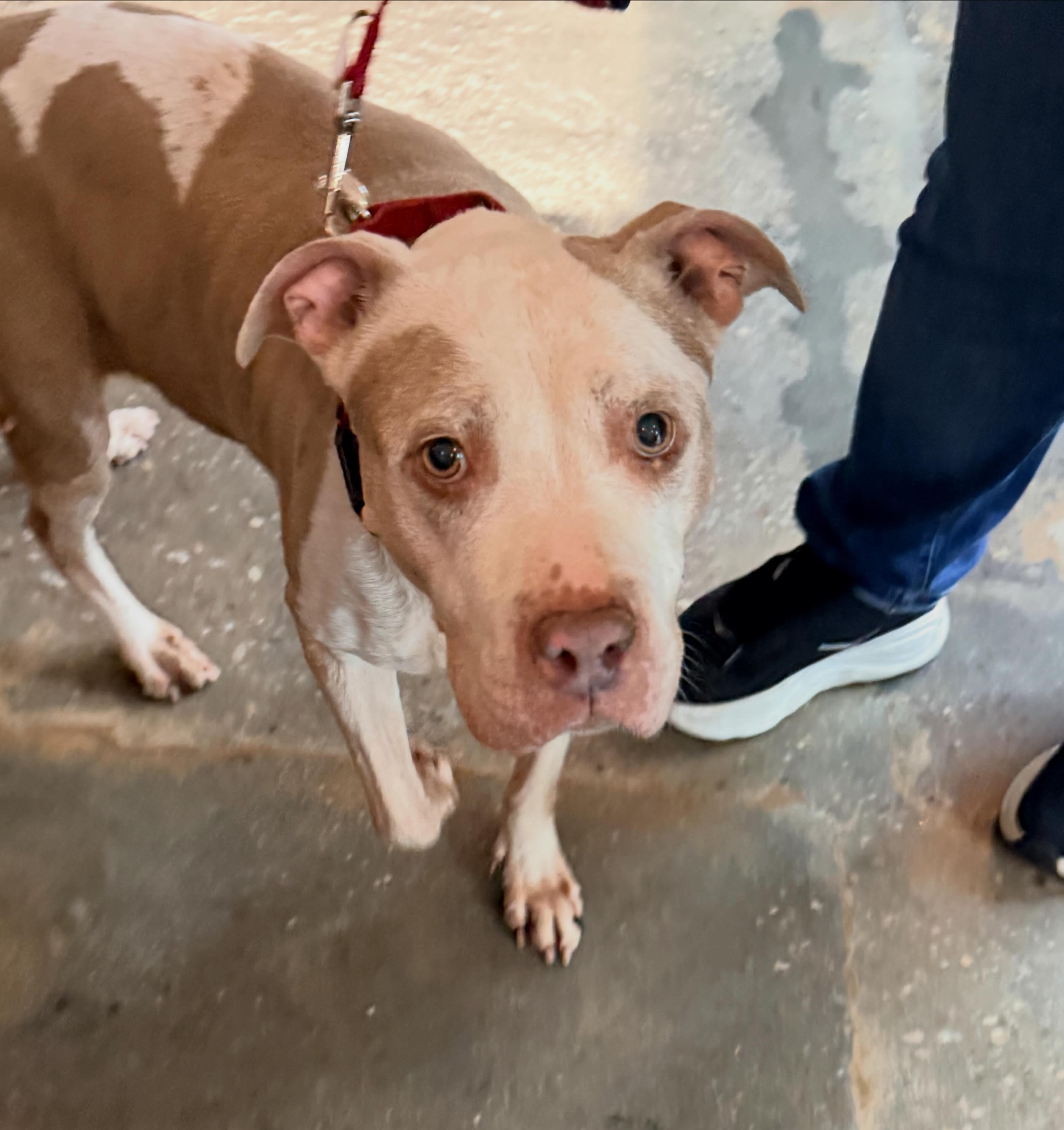 Jasmine, a Adoptable mixed breed in Huntington station , NY image 6/6