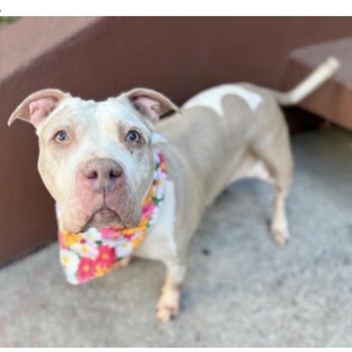 Jasmine, a Adoptable mixed breed in Huntington station , NY image 3/6