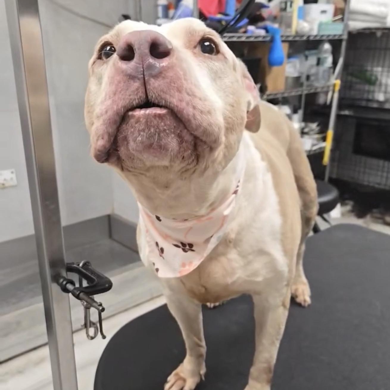 Jasmine, Adoptable, Senior Female Pit Bull Terrier.