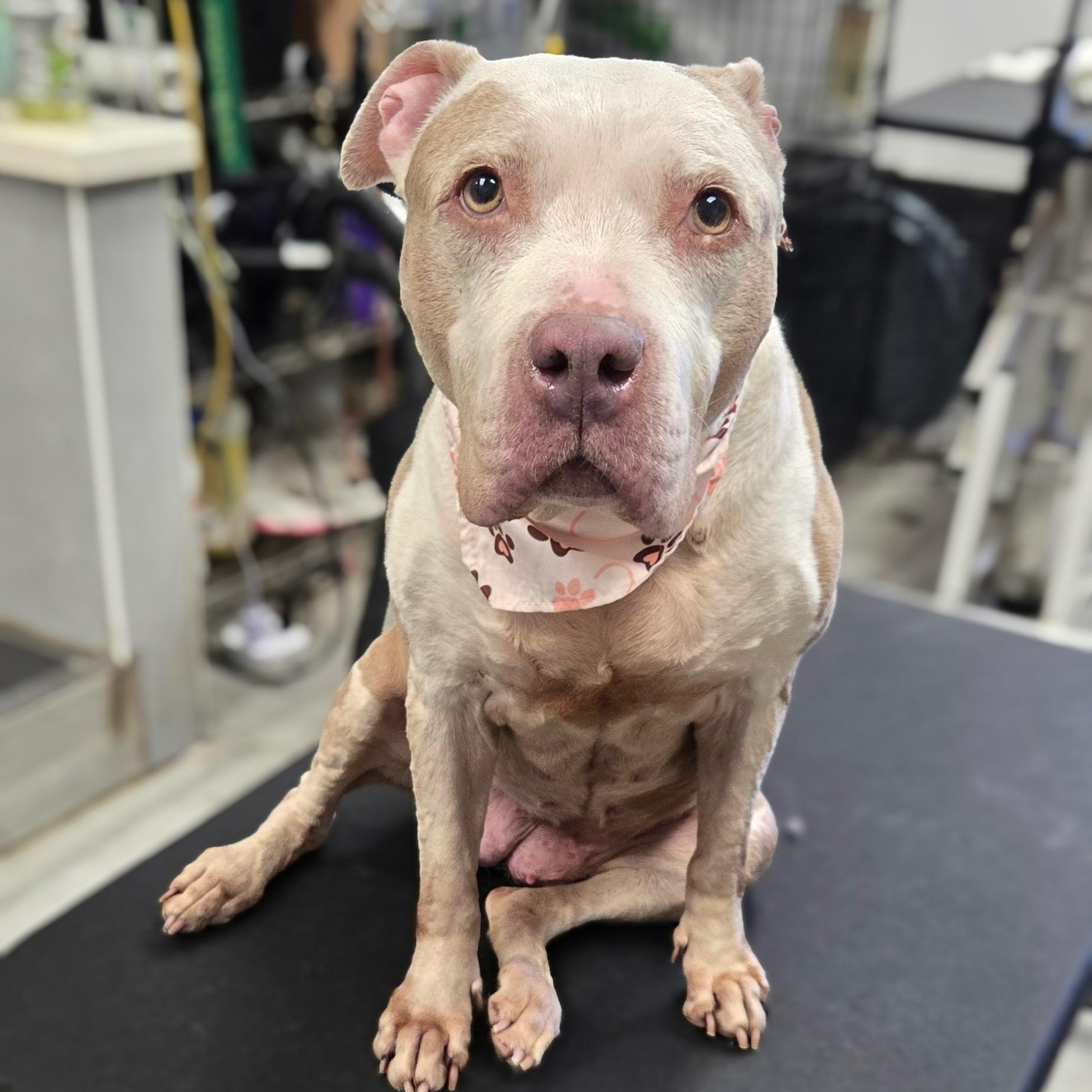 Jasmine, a Adoptable mixed breed in Huntington station , NY image 2/6