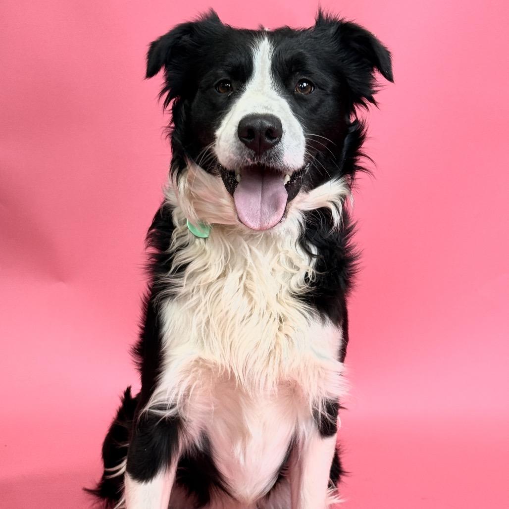 Ripley, Adoptable, Adult Male Border Collie.