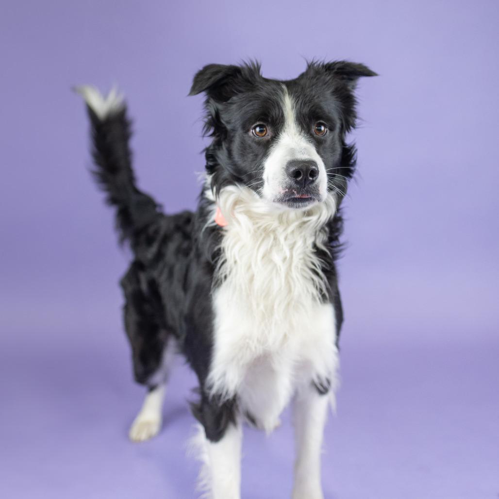 Enlarge Ripley, a Adoptable Border Collie in Portland, OR image 2/2