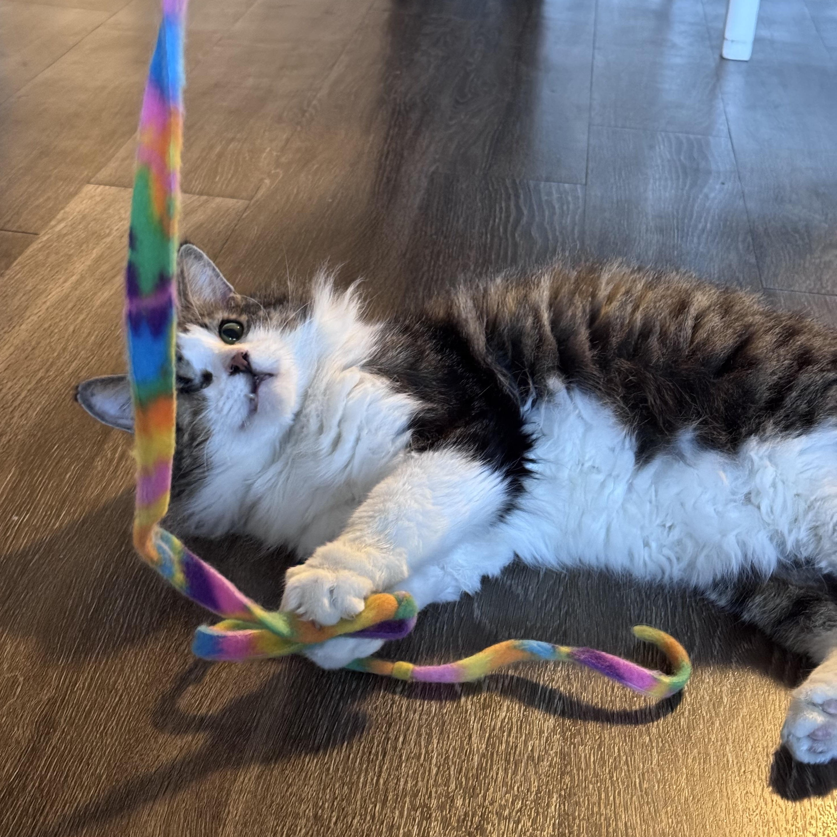 Enlarge Michael Prakash-Barton, a ADOPTABLE Domestic Long Hair in Denver, CO image 2/5