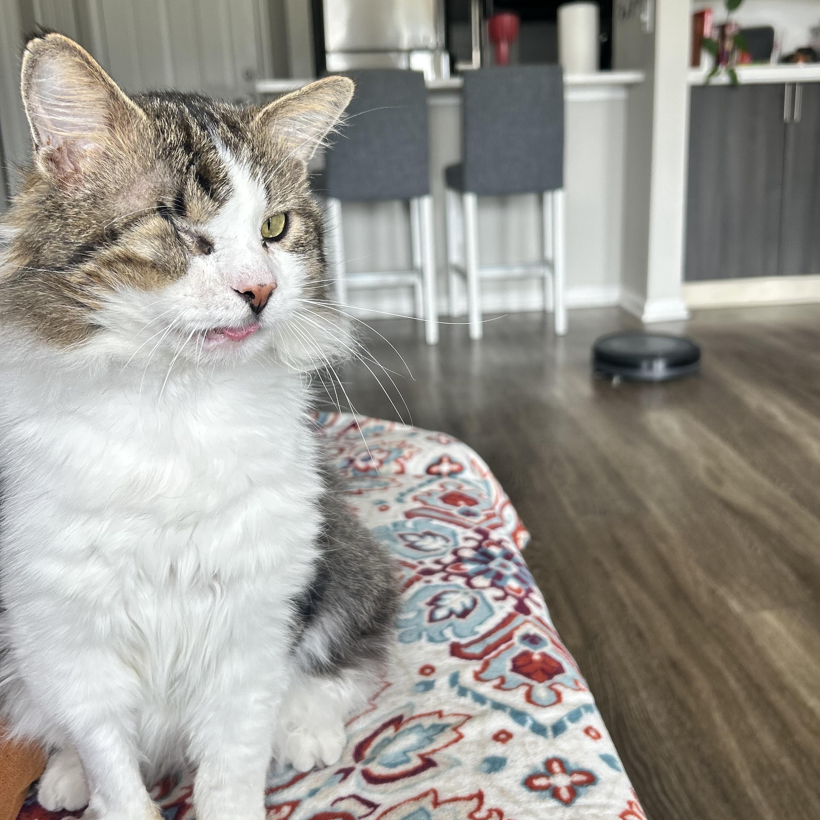 Enlarge Michael Prakash-Barton, a ADOPTABLE Domestic Long Hair in Denver, CO image 4/5