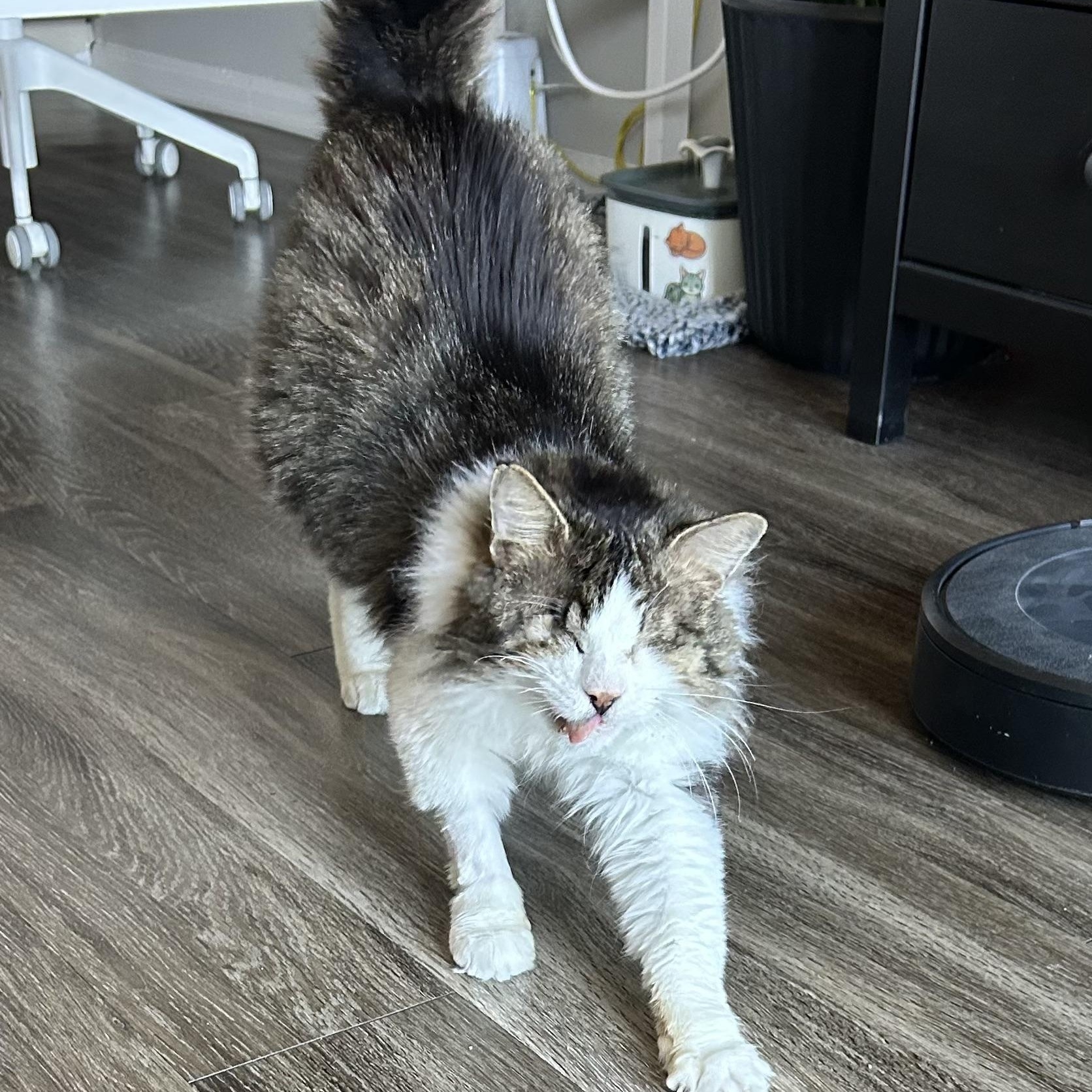 Enlarge Michael Prakash-Barton, a ADOPTABLE Domestic Long Hair in Denver, CO image 3/5