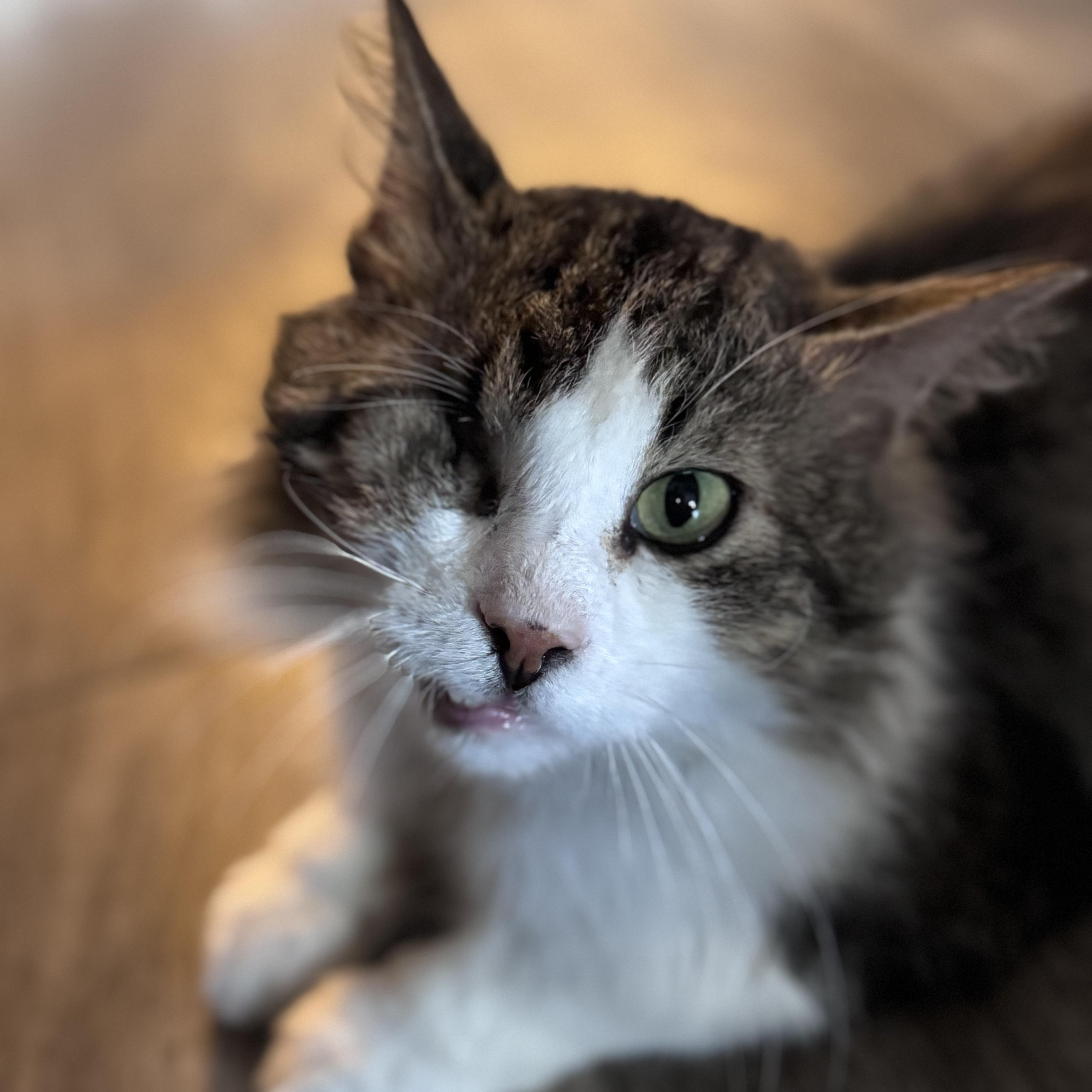 Michael Prakash-Barton, ADOPTABLE, Adult Male Domestic Long Hair.
