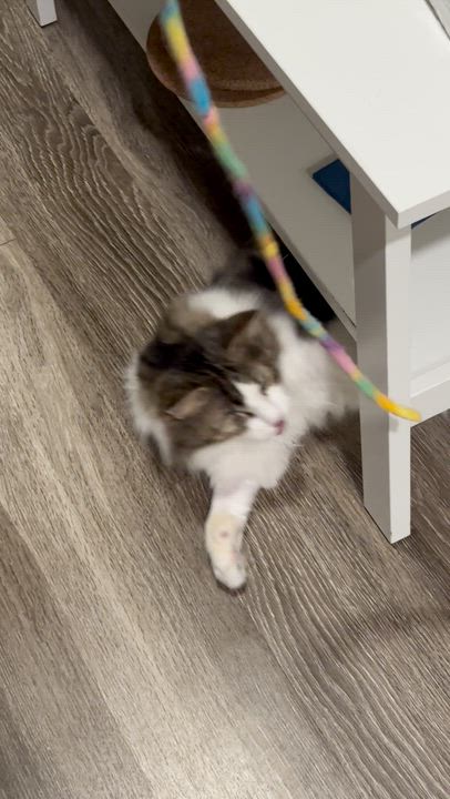 Enlarge Michael Prakash-Barton, a ADOPTABLE Domestic Long Hair in Denver, CO video 5/5