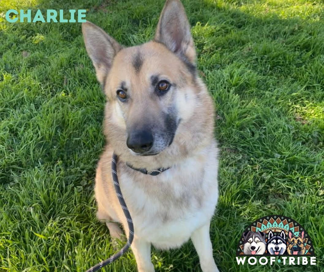 Enlarge Meet Charlie — The Gentleman Shepherd With a Heart of Gold, a Adoptable German Shepherd Dog in San Bernardino, CA image 1/6