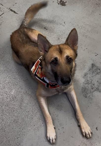 Meet Charlie — The Gentleman Shepherd With a Heart of Gold, Adoptable, Adult Male German Shepherd Dog.