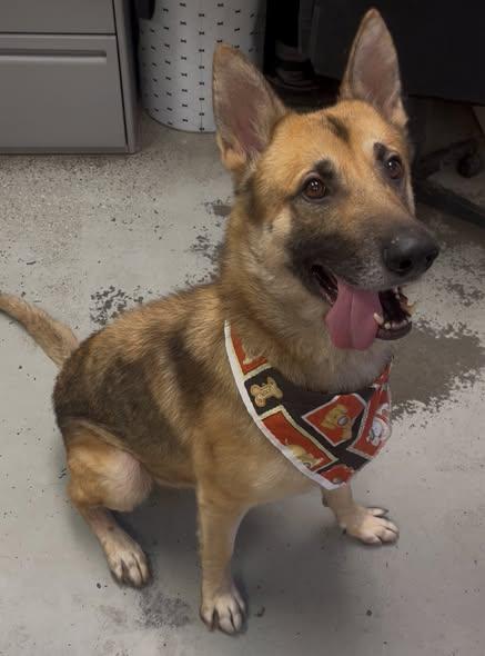 Meet Charlie — The Gentleman Shepherd With a Heart of Gold, a Adoptable German Shepherd Dog in San Bernardino, CA image 2/6