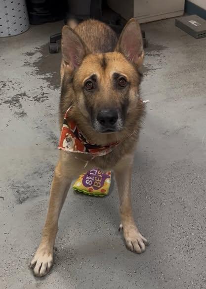 Meet Charlie — The Gentleman Shepherd With a Heart of Gold, a Adoptable German Shepherd Dog in San Bernardino, CA image 3/6