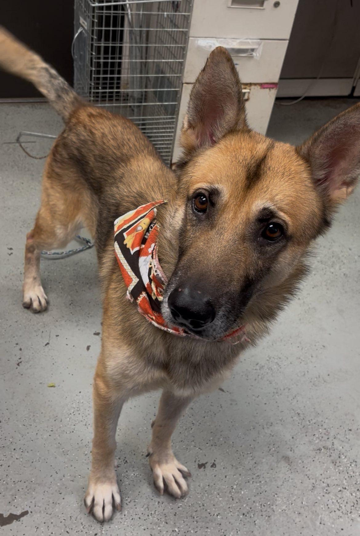 Meet Charlie — The Gentleman Shepherd With a Heart of Gold, a Adoptable German Shepherd Dog in San Bernardino, CA image 4/6