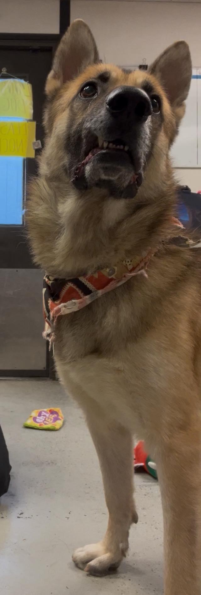 Meet Charlie — The Gentleman Shepherd With a Heart of Gold, Adoptable, Adult Male German Shepherd Dog.