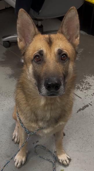 Meet Charlie — The Gentleman Shepherd With a Heart of Gold, a Adoptable German Shepherd Dog in San Bernardino, CA image 6/6