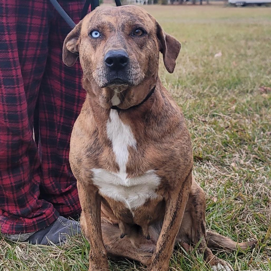 Enlarge Nancy, a Adoptable mixed breed in Dillon, SC image 1/1