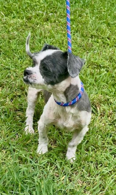 Bentley, ADOPTABLE, Young Male Shih Tzu.