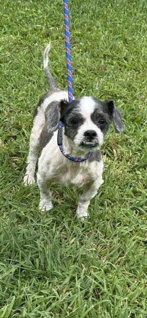 Bentley, a ADOPTABLE Shih Tzu in Boca Raton, FL image 2/2