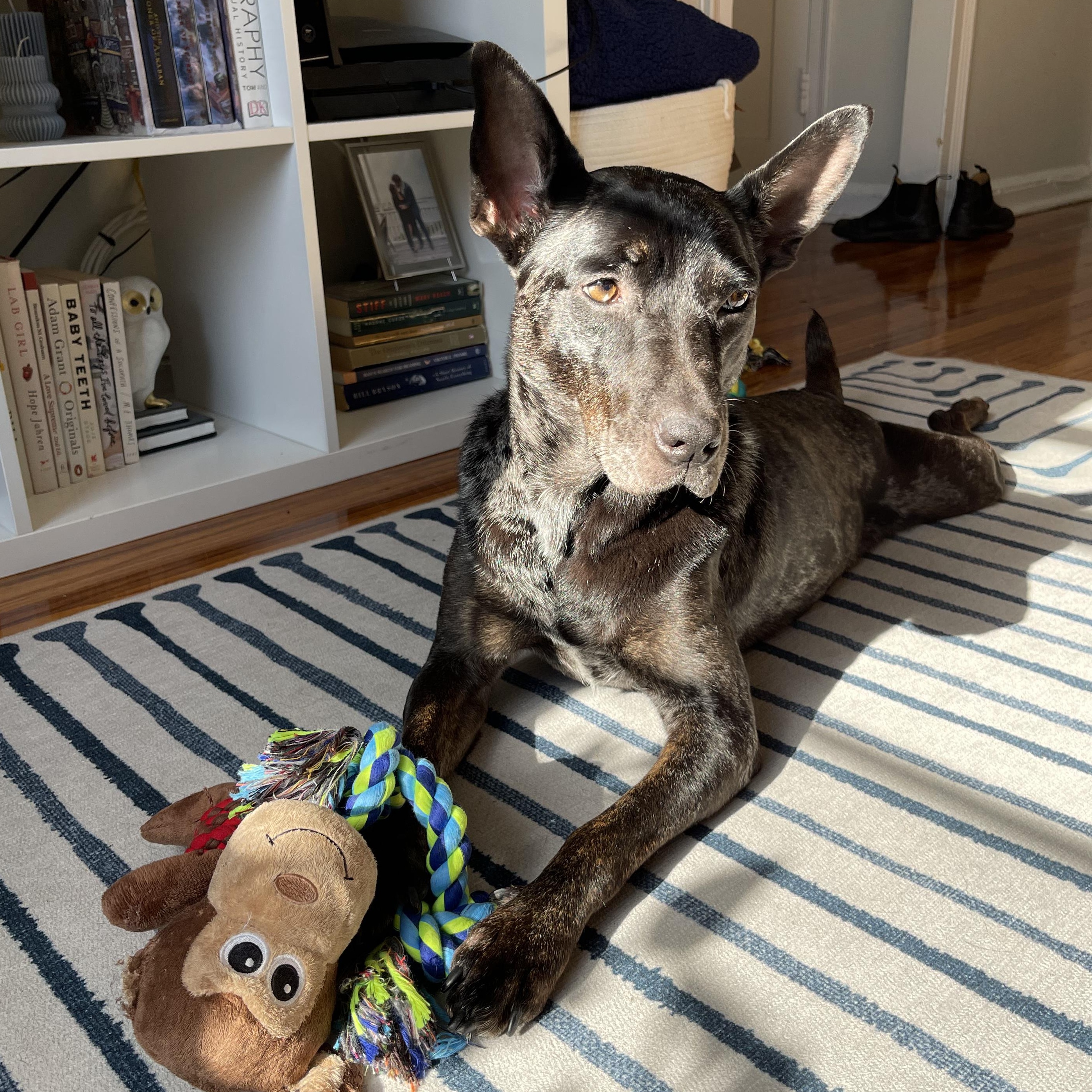 Harper, Adult Female Catahoula Leopard Dog