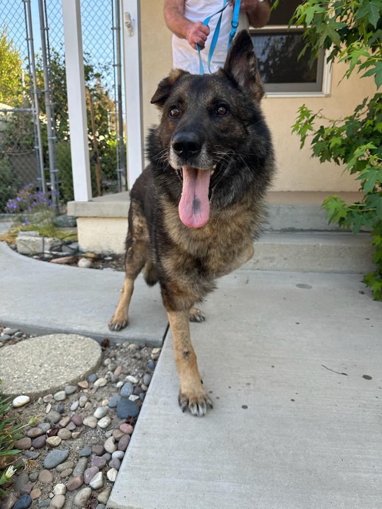 Enlarge Audi, a Adoptable German Shepherd Dog in rowland heights, CA image 1/1