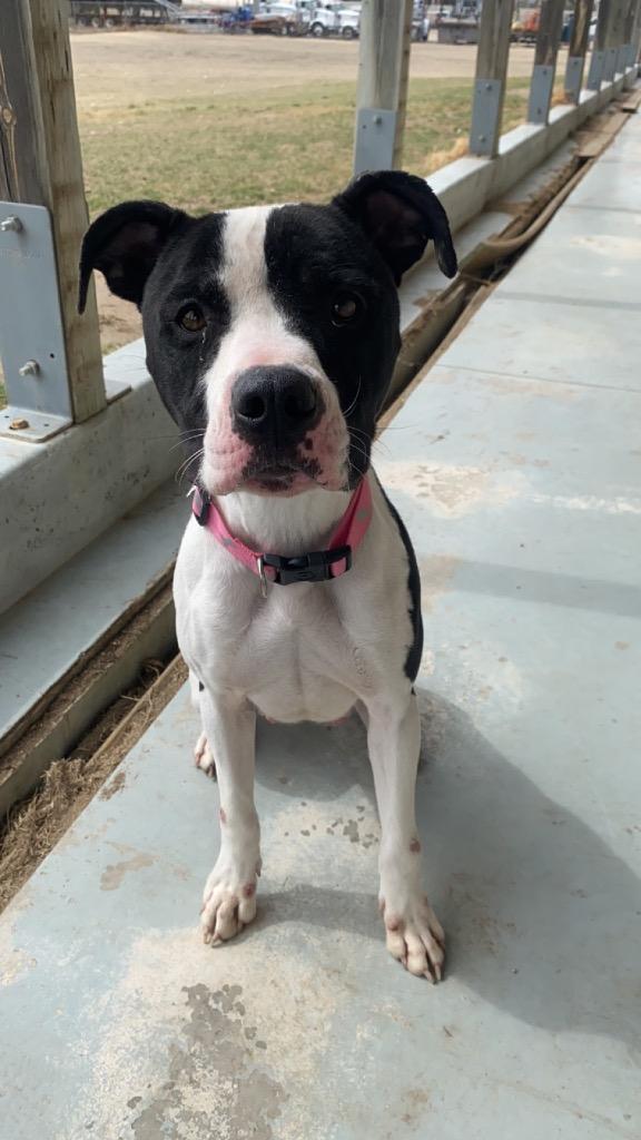 Bella, Adopted, Adult Female Pit Bull Terrier.