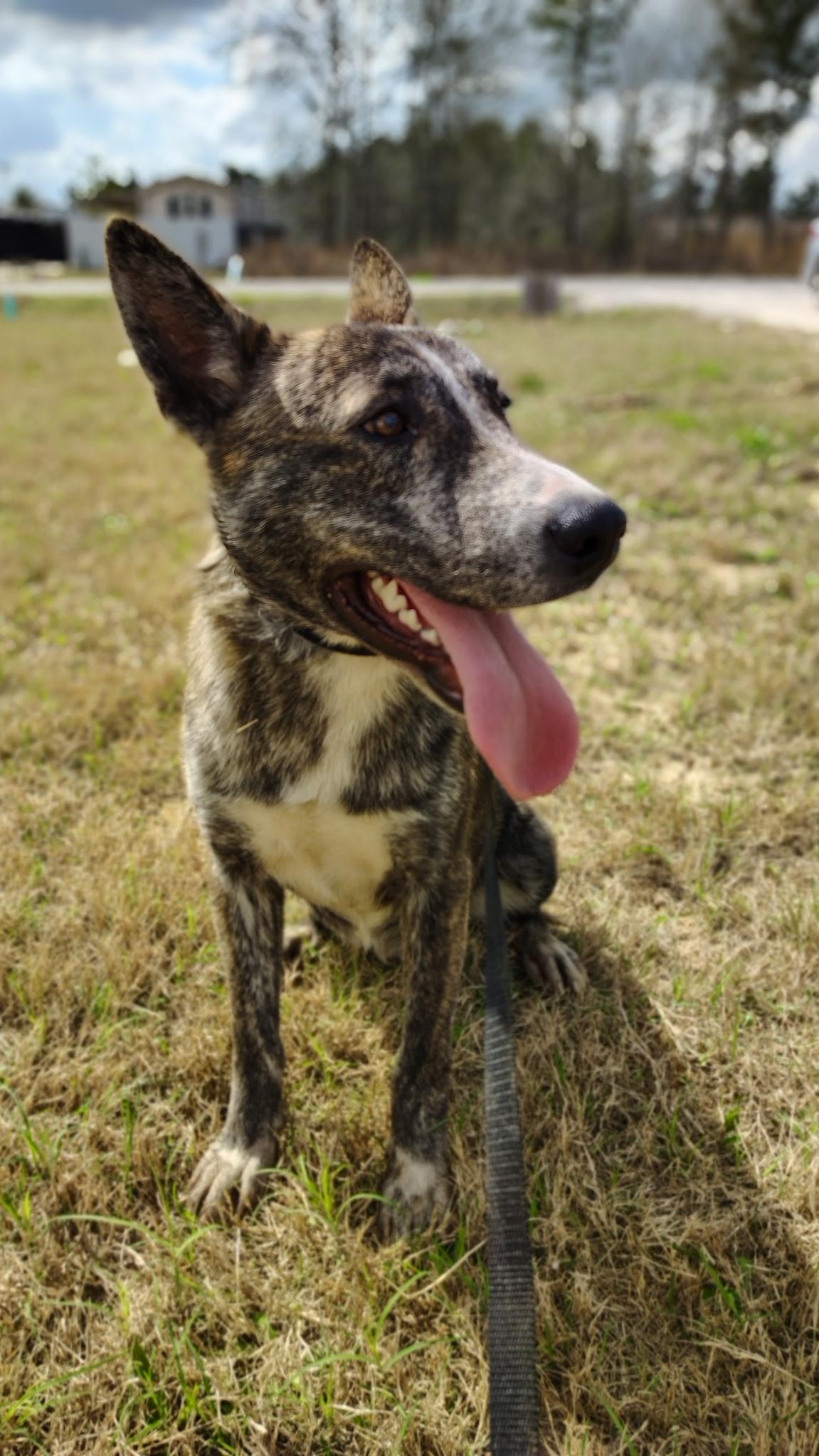 Timmy, a Adoptable mixed breed in Rochester, MN image 3/5