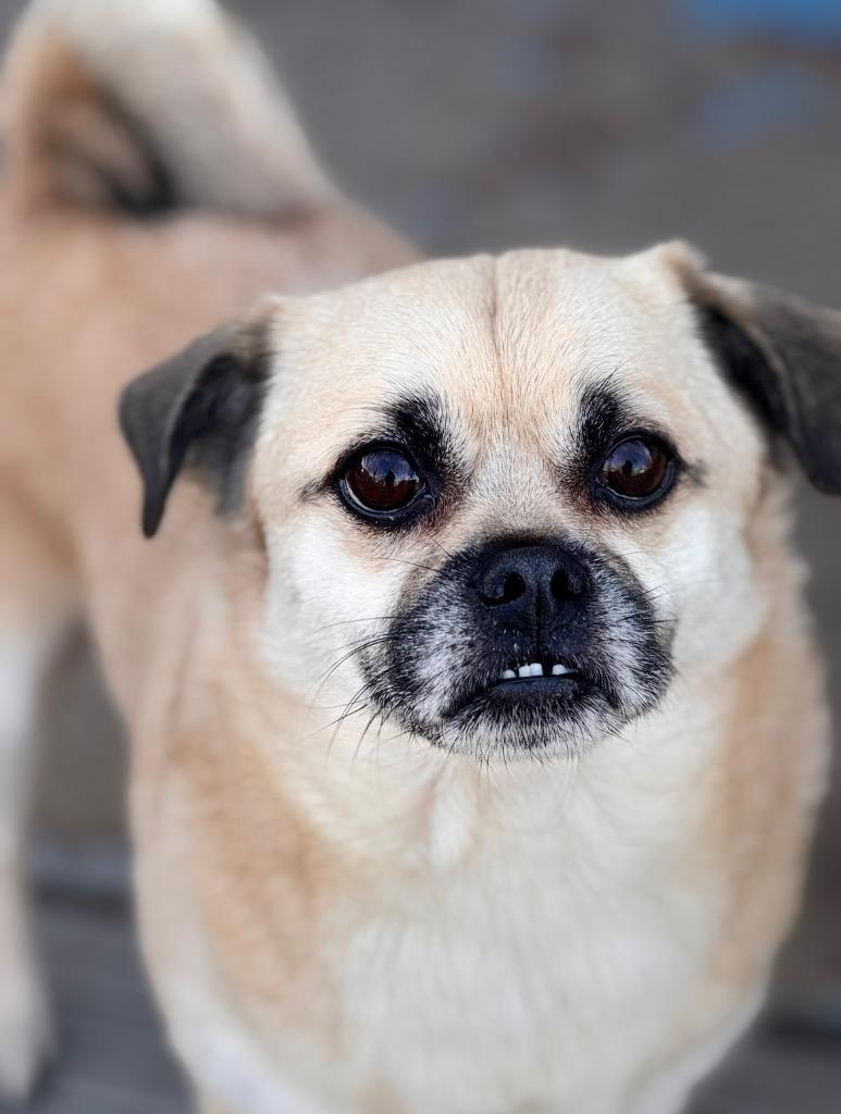 Enlarge Nemo, a Adoptable mixed breed in Valparaiso, IN image 1/1
