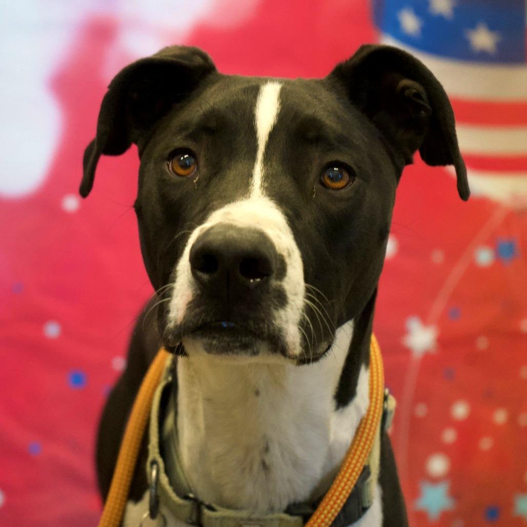 Oreo, Adoptable, Adult Male Hound.