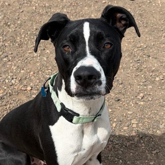 Enlarge Oreo, a Adoptable Hound in Show Low, AZ image 1/2
