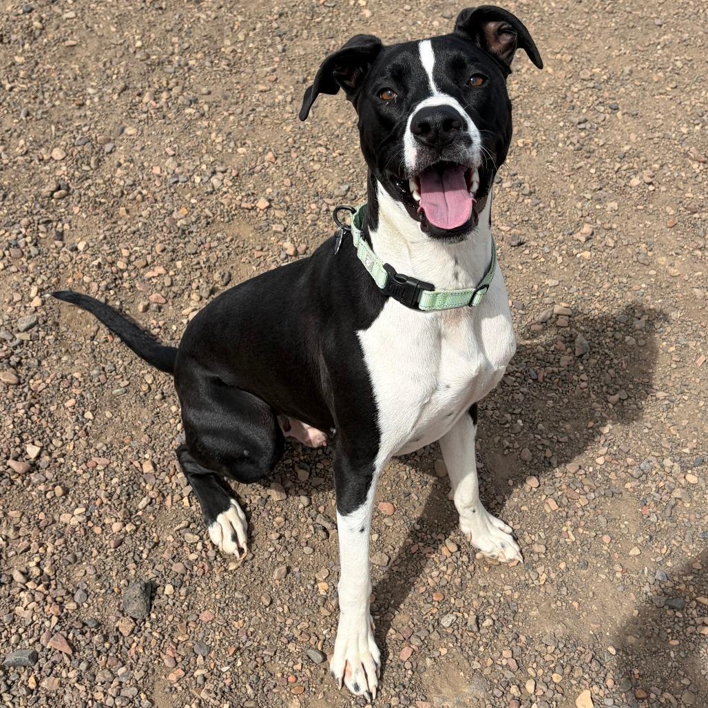 Enlarge Oreo, a Adoptable Hound in Show Low, AZ image 2/2
