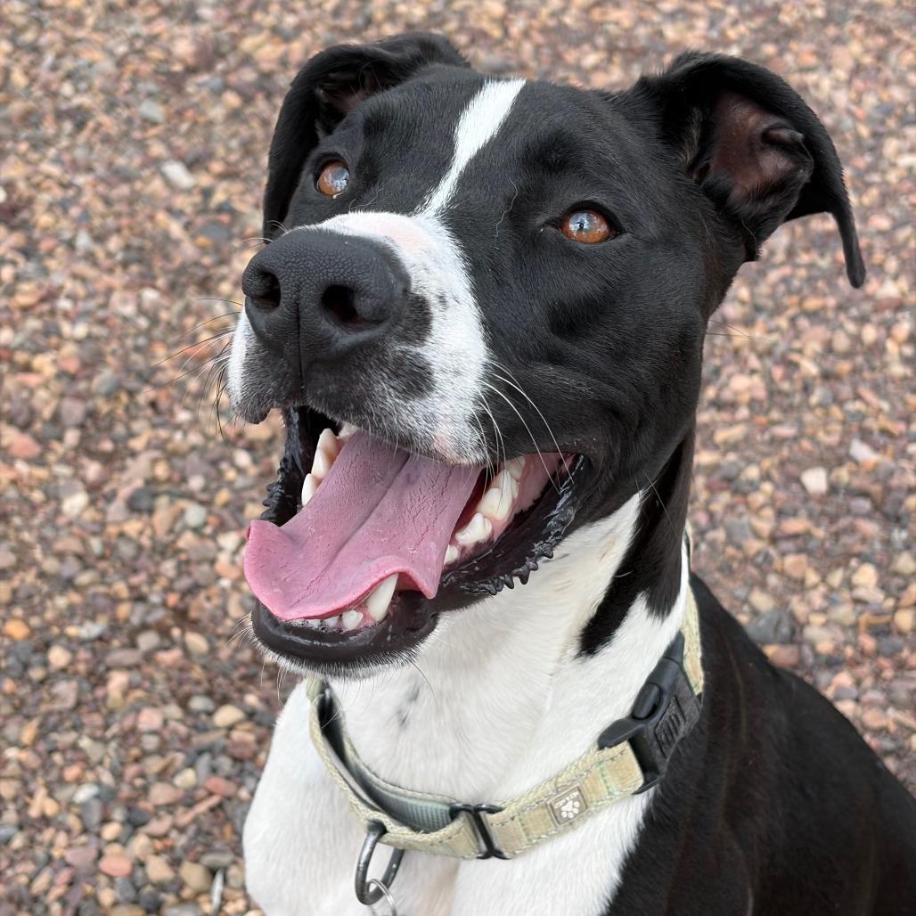 Oreo, a Adoptable Hound in Show Low, AZ image 4/4