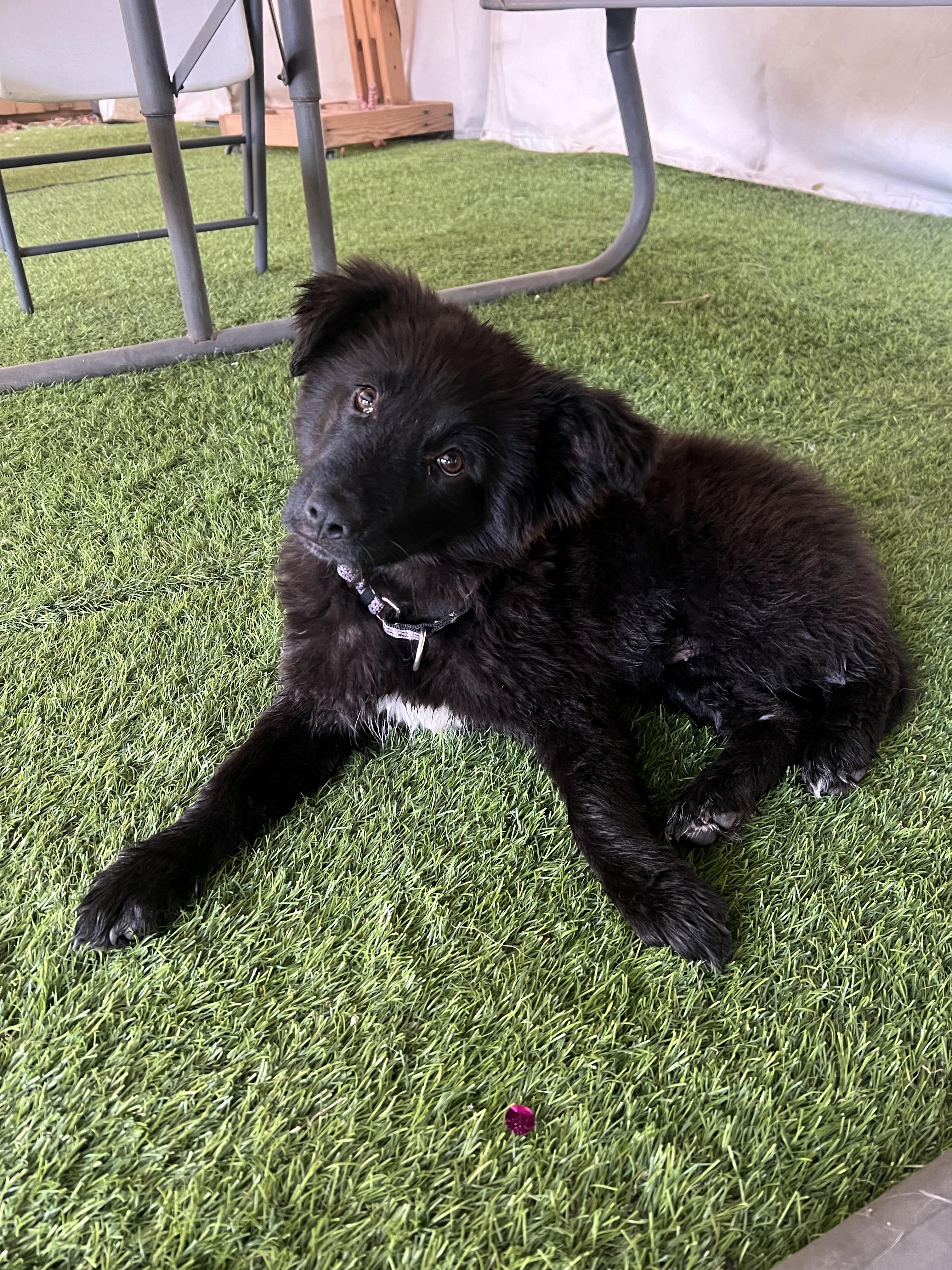 Enlarge Hera, a Adoptable mixed breed in Phoenix, AZ image 3/6