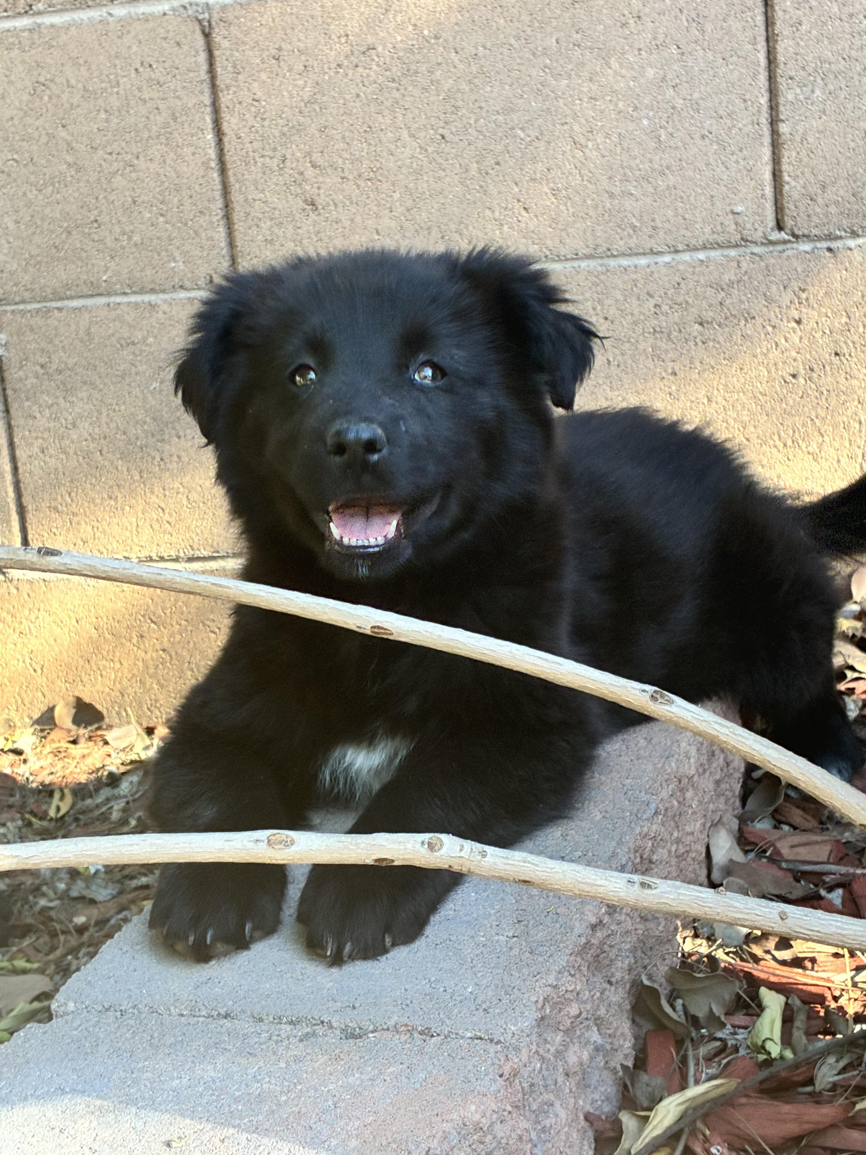 Enlarge Hera, a Adoptable mixed breed in Phoenix, AZ image 4/6