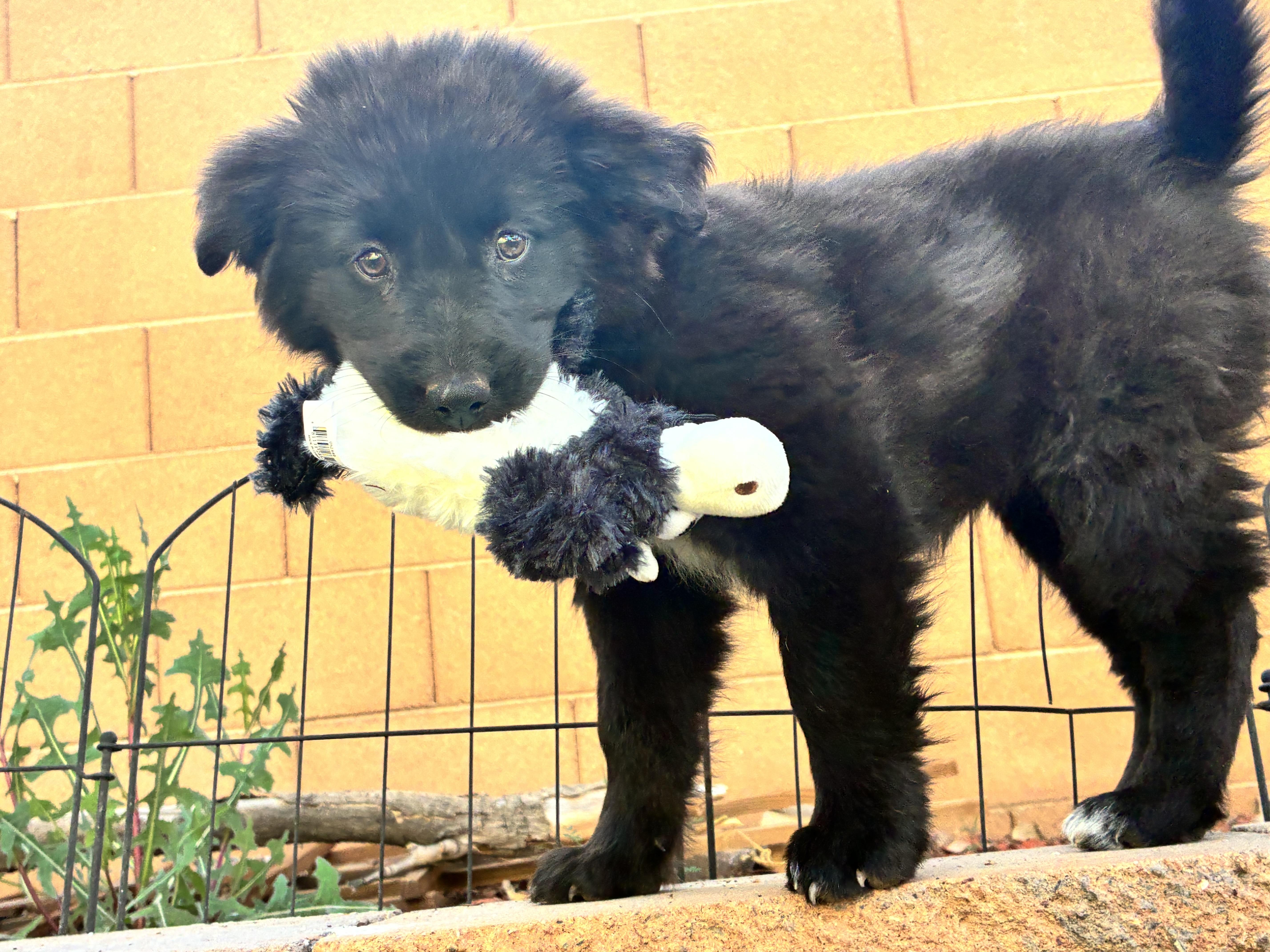 Enlarge Hera, a Adoptable mixed breed in Phoenix, AZ image 5/6