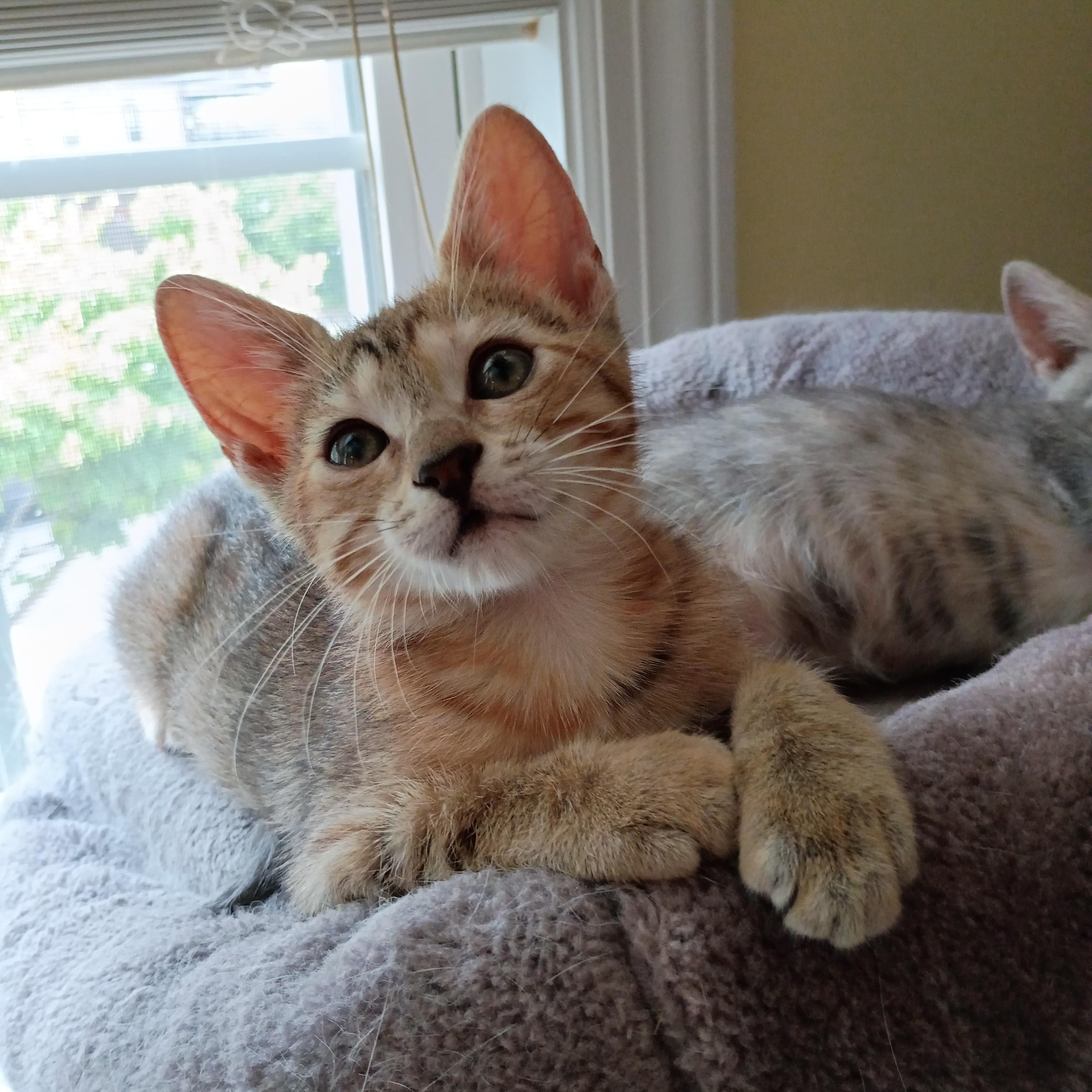 Enlarge Dutchess, a ADOPTABLE Domestic Short Hair in Bordentown, NJ image 4/5