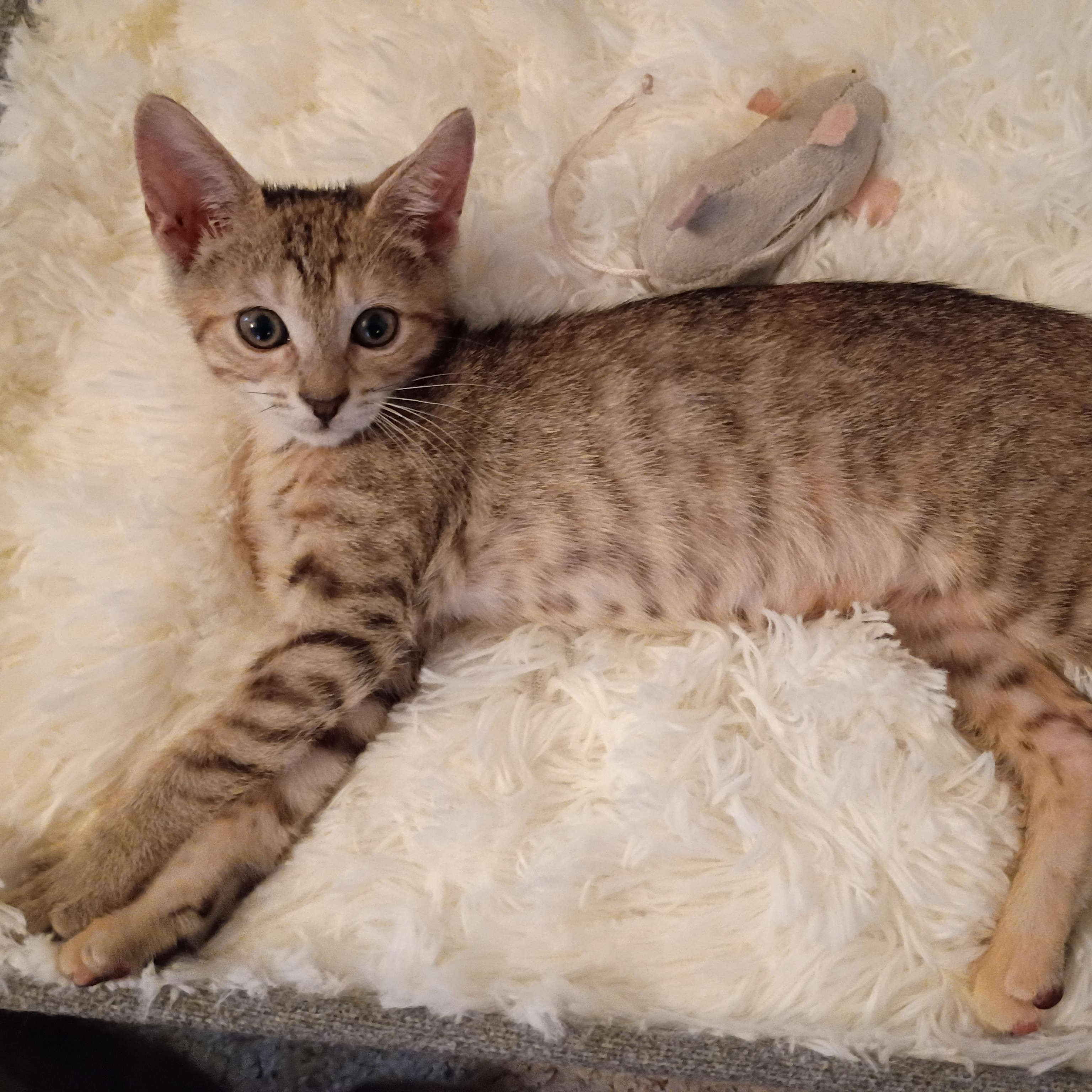 Enlarge Dutchess, a ADOPTABLE Domestic Short Hair in Bordentown, NJ image 2/5