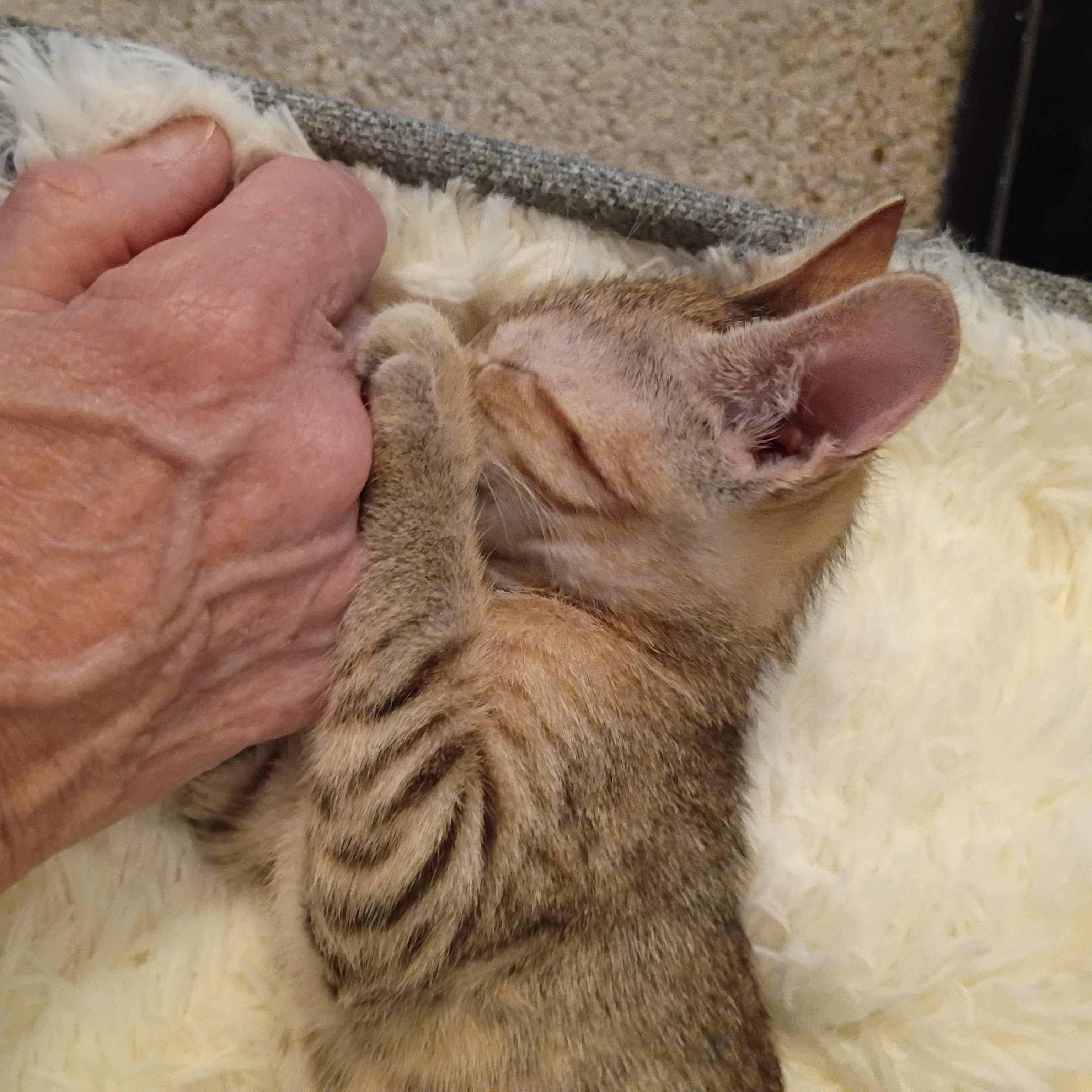 Dutchess, ADOPTABLE, Kitten Female Domestic Short Hair.