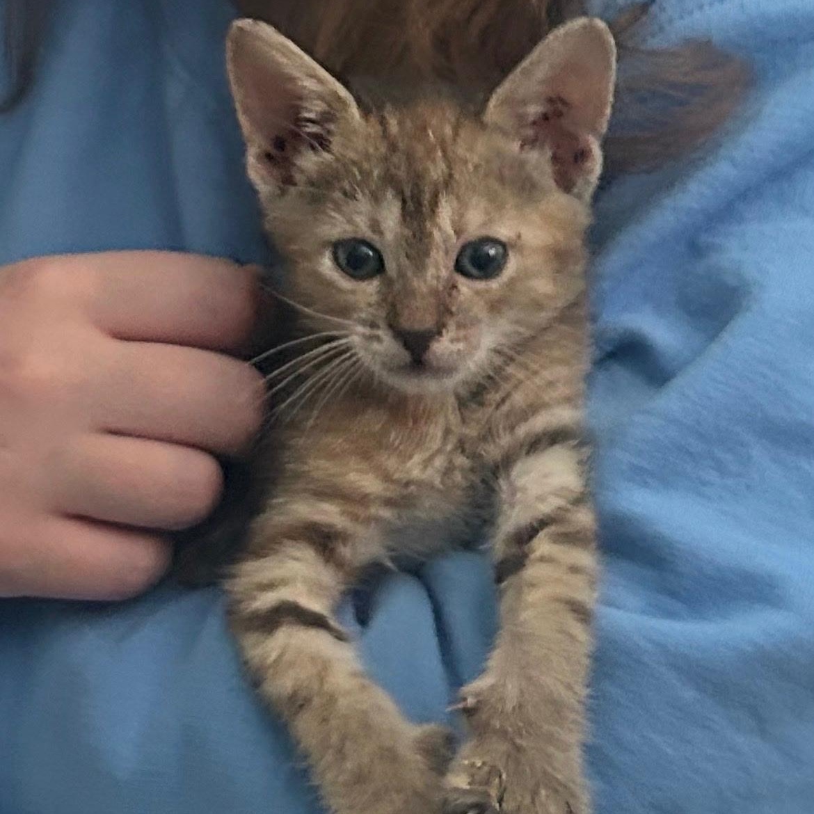Enlarge Dutchess, a ADOPTABLE Domestic Short Hair in Bordentown, NJ image 3/5