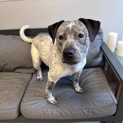 Enlarge Flower, a ADOPTABLE mixed breed in Lansing, MI image 3/3