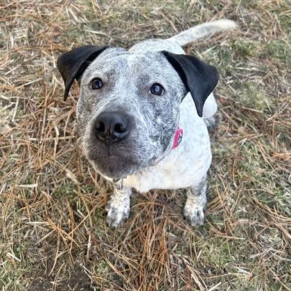 Enlarge Flower, a ADOPTABLE mixed breed in Lansing, MI image 2/3