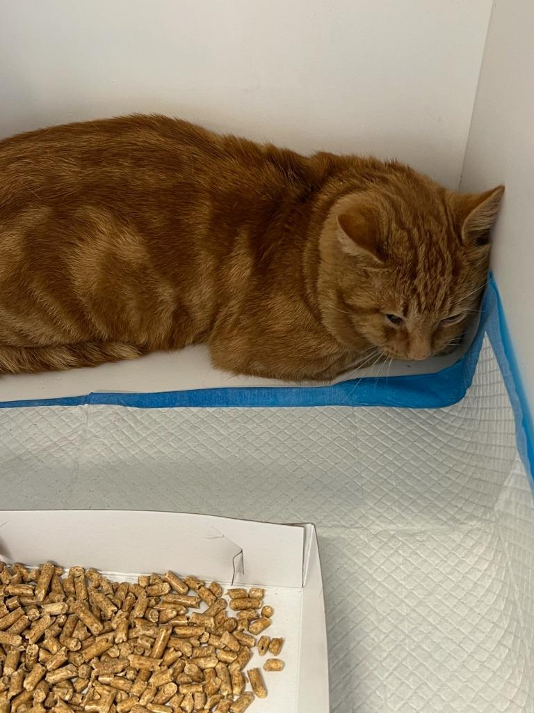 Stitch, a Adoptable mixed breed in Greenfield, IN image 1/2