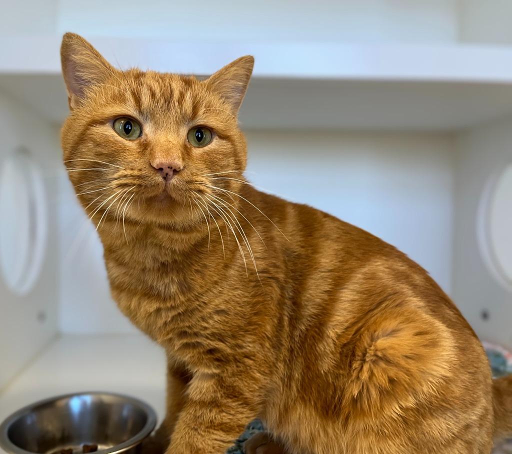 Stitch, a Adoptable mixed breed in Greenfield, IN image 2/2