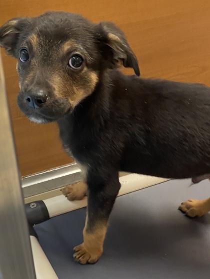 Leaf Peeping - In Foster, Adoptable, Puppy Male Feist.