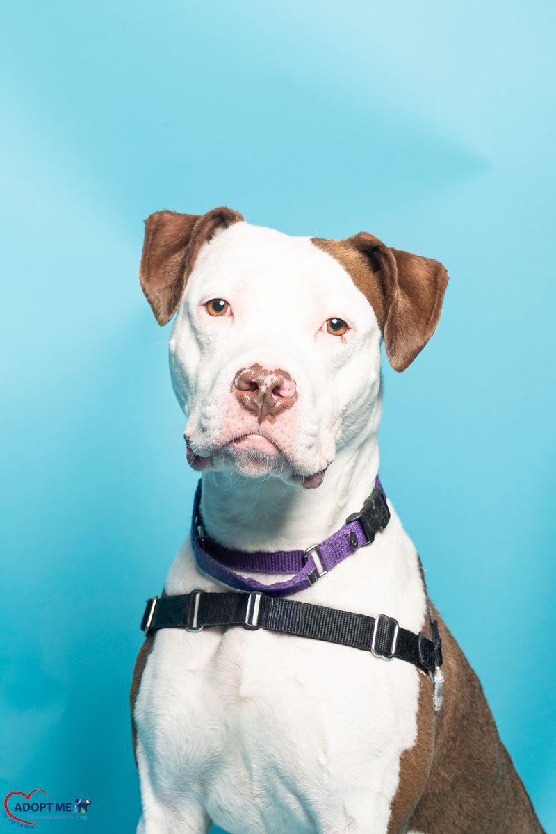 Amma, Adoptable, Adult Female Mixed Breed.