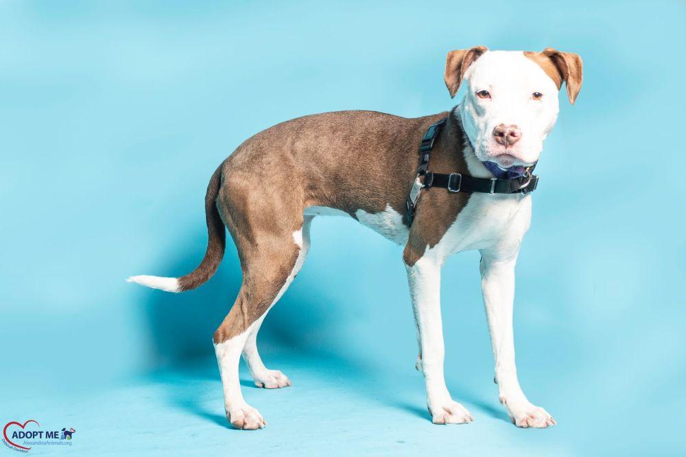 Enlarge Amma, a Adoptable Mixed Breed in Alexandria, VA image 2/3