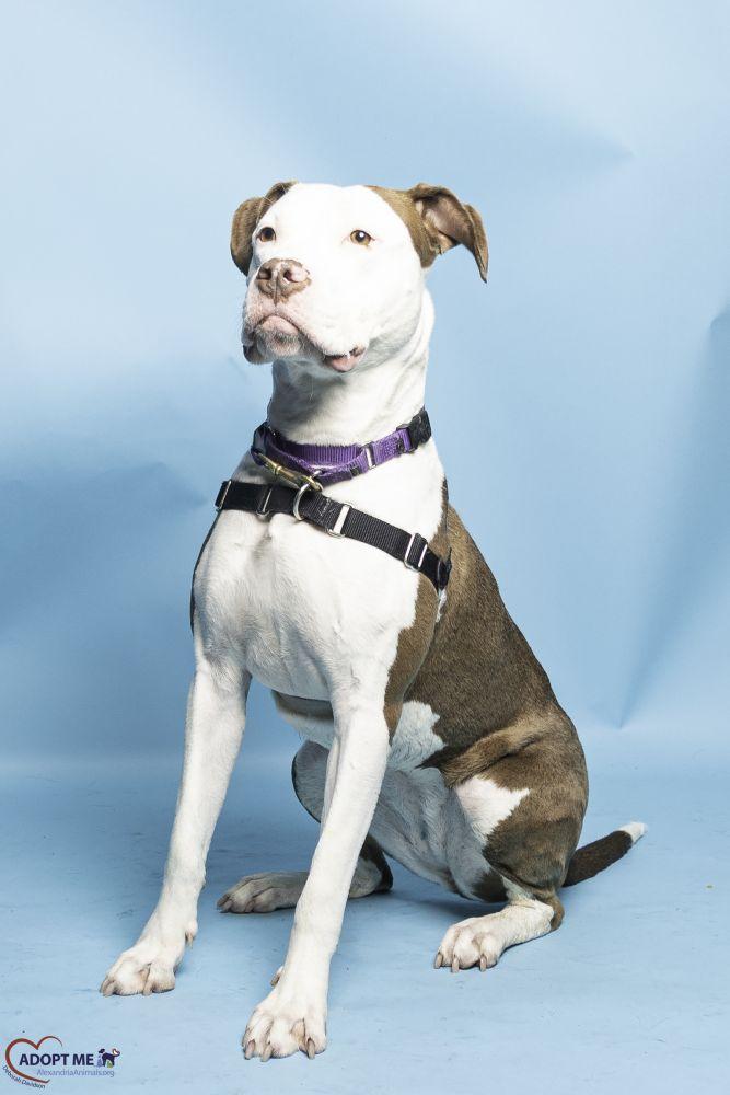Enlarge Amma, a Adoptable Mixed Breed in Alexandria, VA image 3/3
