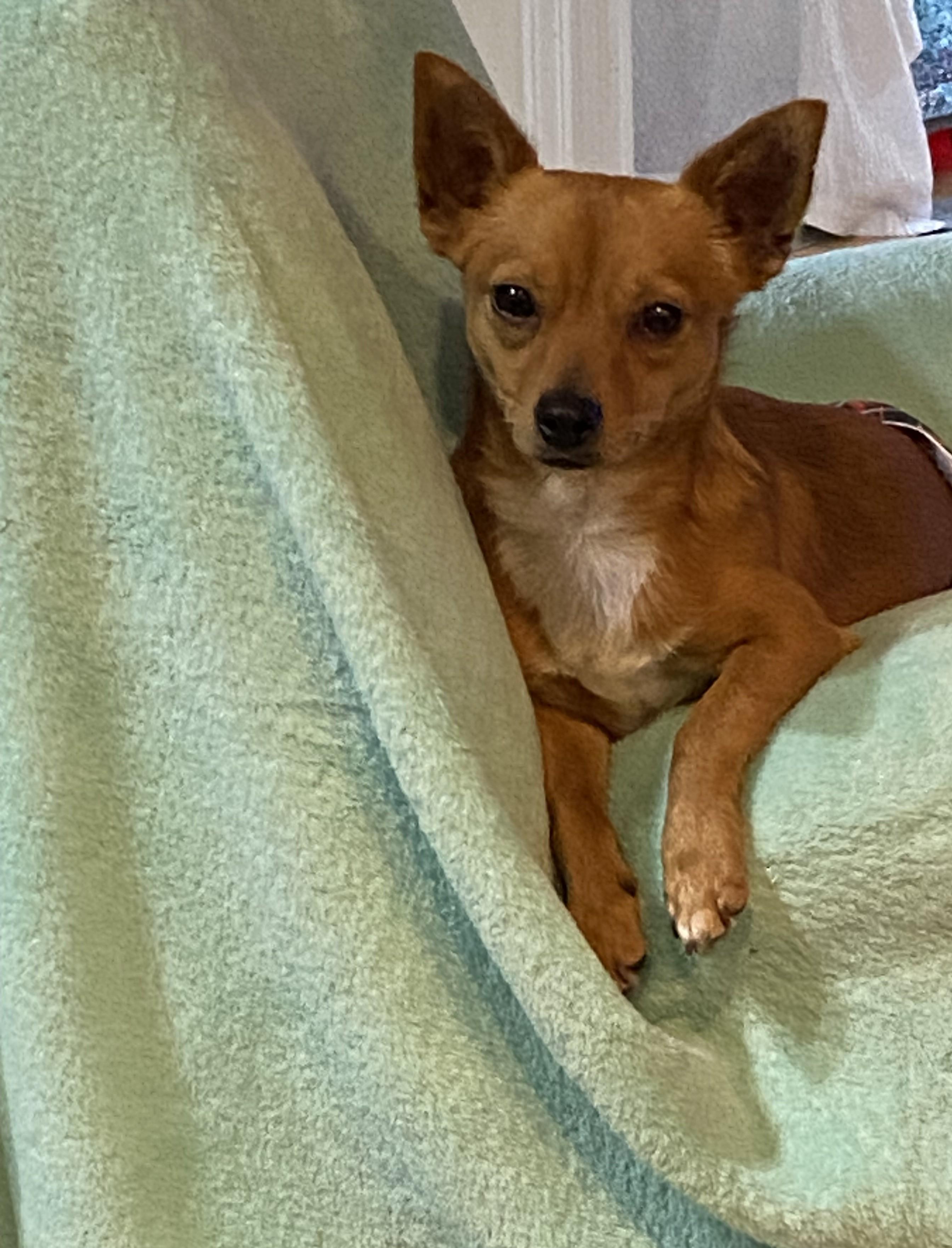 Enlarge Milo II, a Adopted mixed breed in Palatka, FL image 3/4