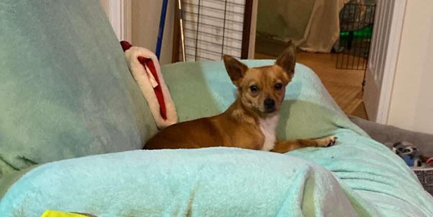 Enlarge Milo II, a Adopted mixed breed in Palatka, FL image 4/4