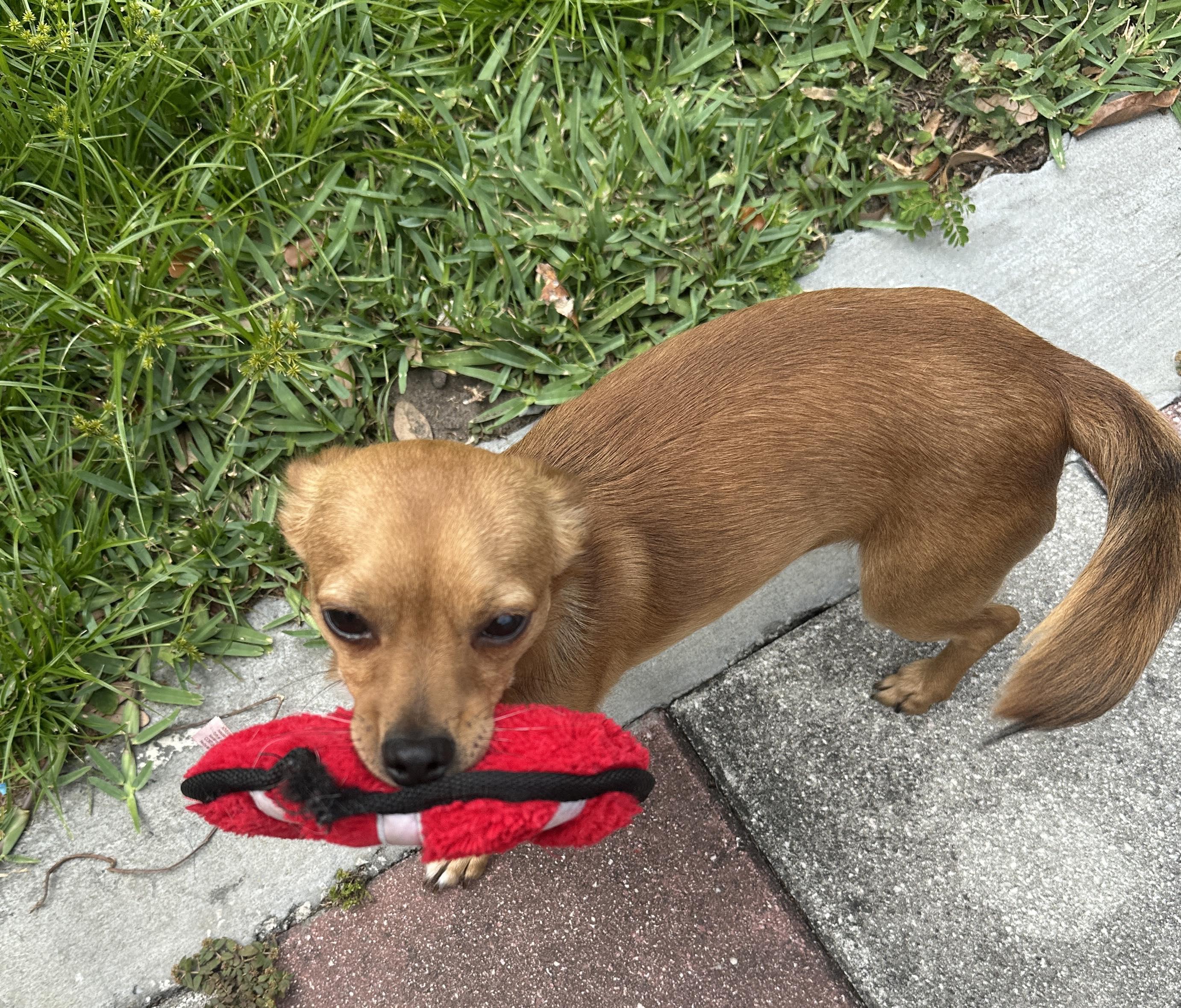 Enlarge Milo II, a Adopted mixed breed in Palatka, FL image 1/4